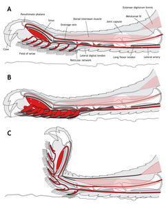 Scientific illustration - figure for TE &amp; AR